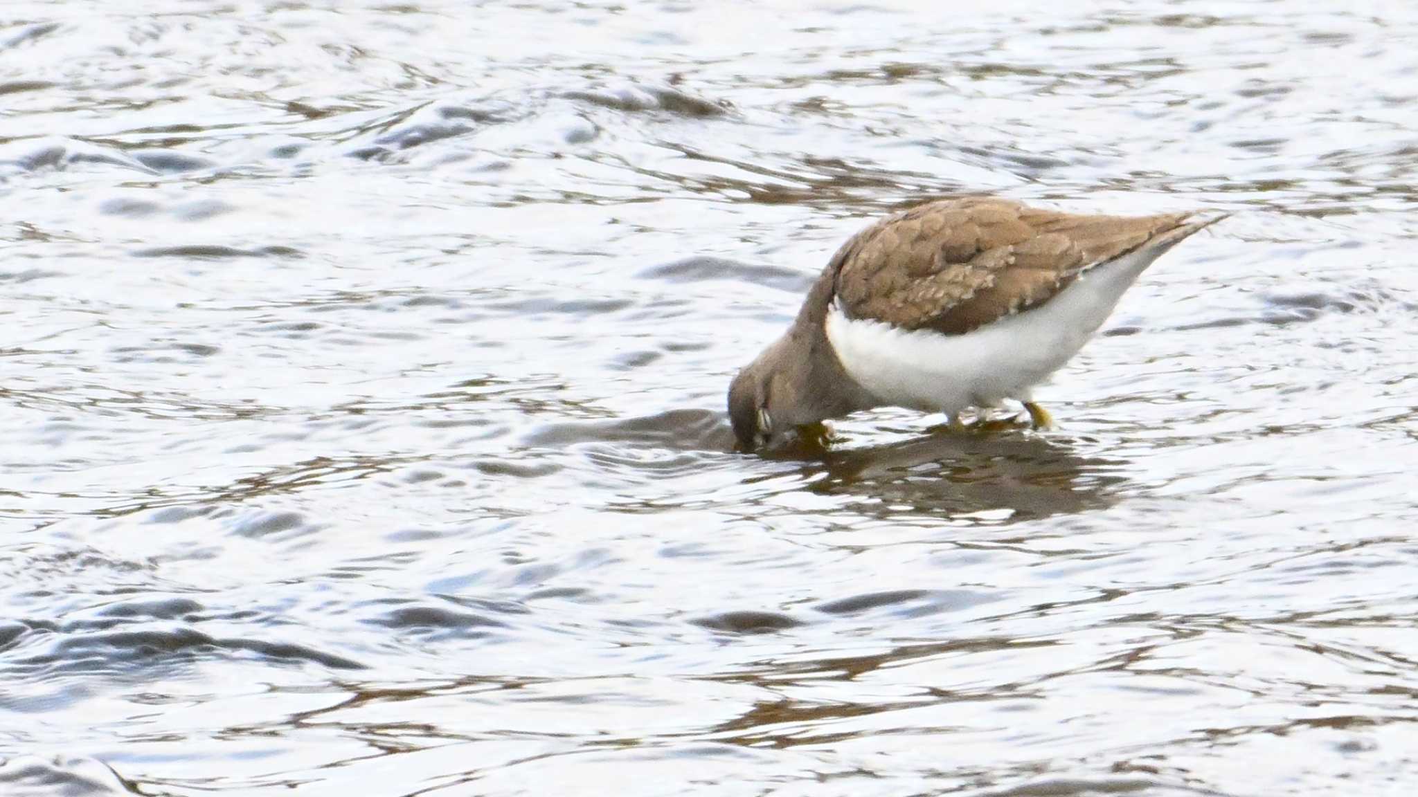 Common Sandpiper