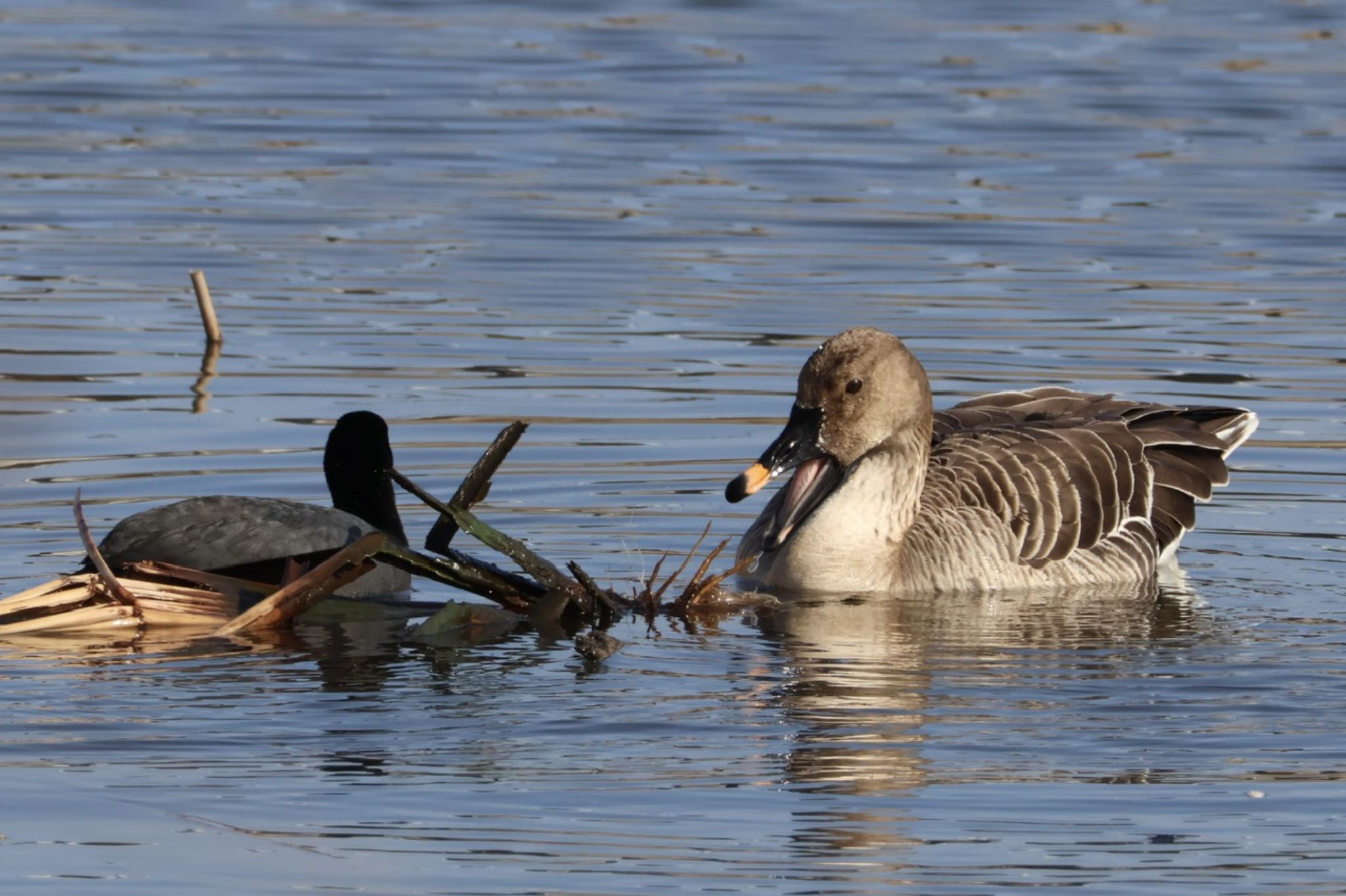 Taiga Bean Goose