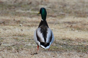 Mallard 21世紀の森と広場(千葉県松戸市) Wed, 2/14/2024