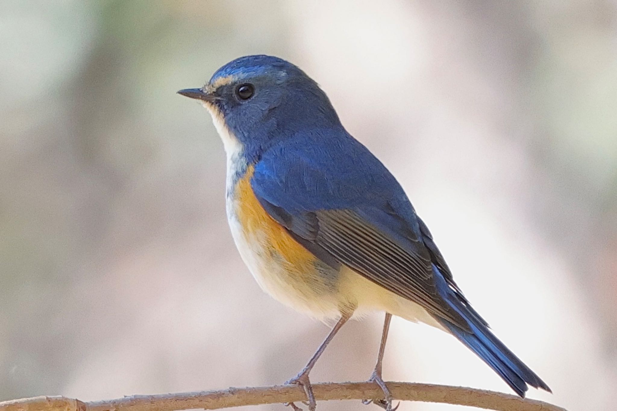 Red-flanked Bluetail