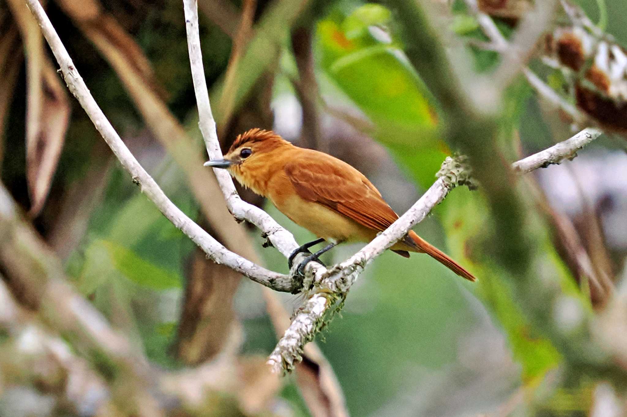 Trogon Lodge(Costa Rica) ニッケイカザリドリモドキの写真 by 藤原奏冥