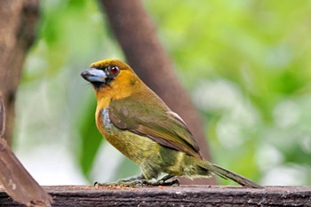 Prong-billed Barbet