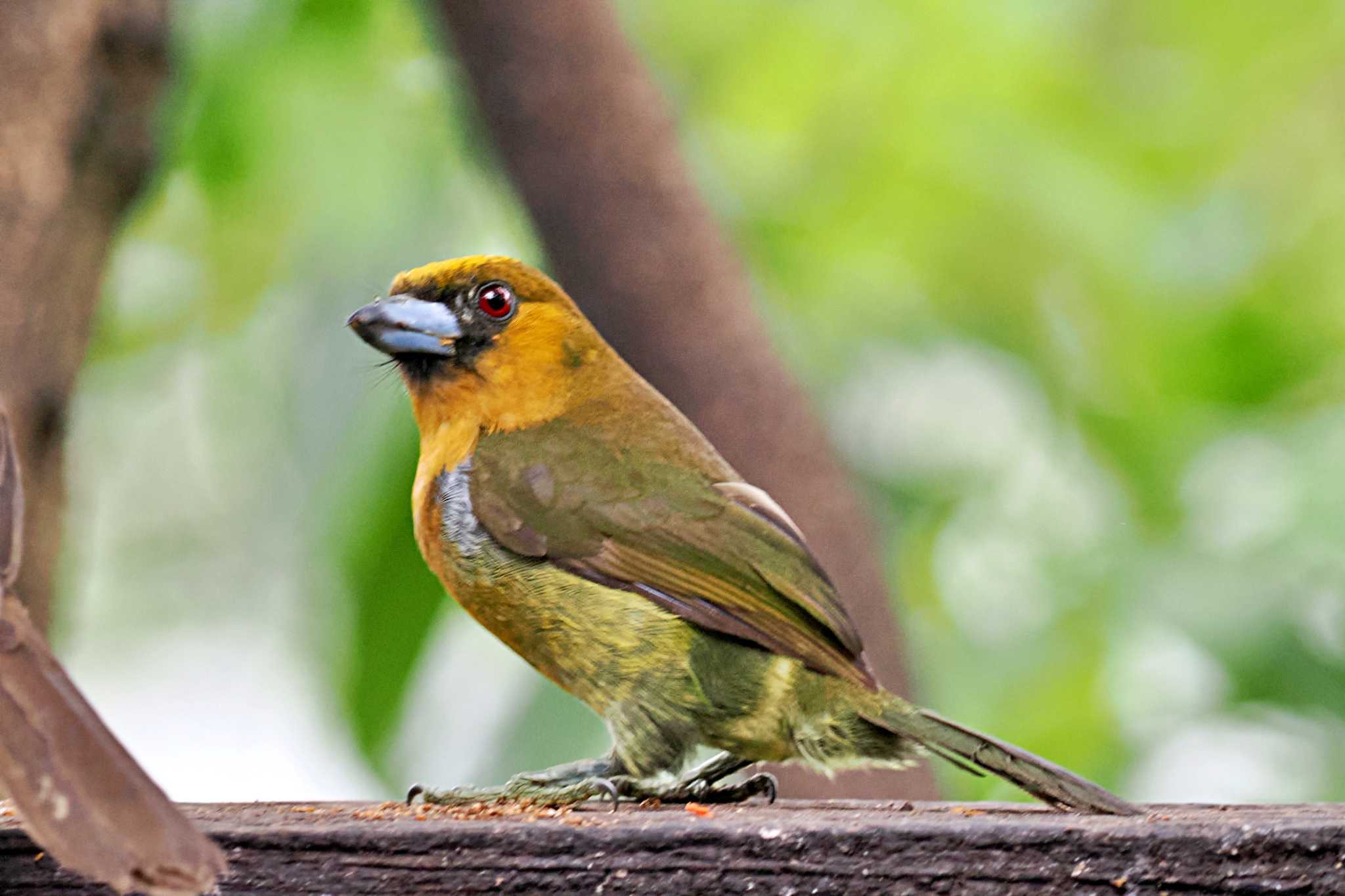 Photo of Prong-billed Barbet at San Gerardo De Dota (Costa Rica) by 藤原奏冥