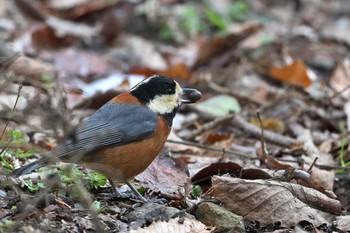 Varied Tit 飯能市 Fri, 2/9/2024