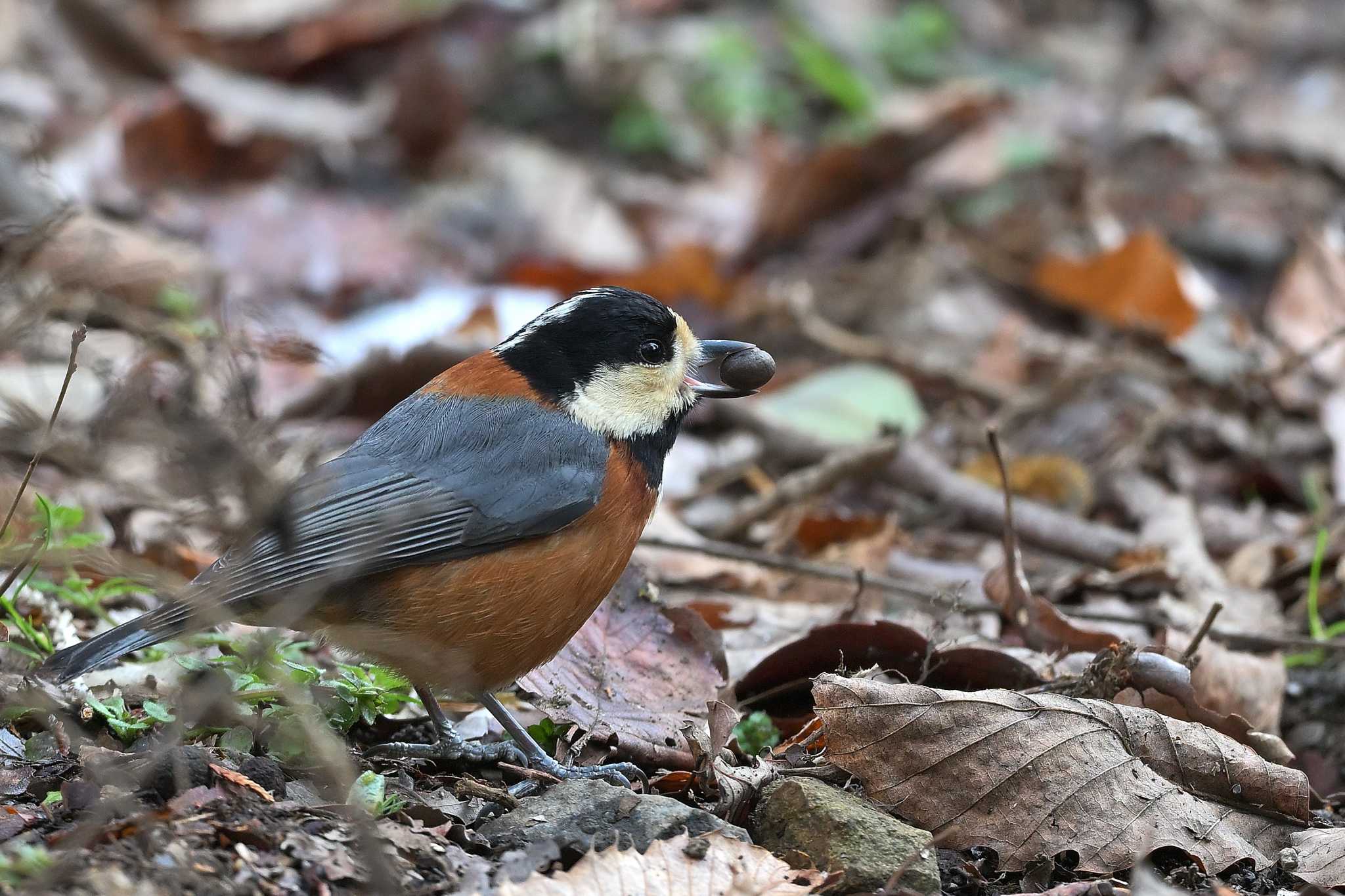 Photo of Varied Tit at 飯能市 by ask