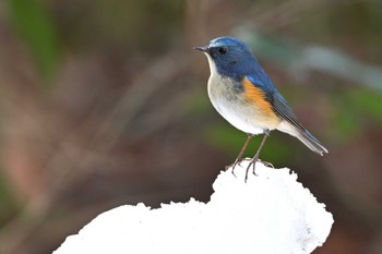 Red-flanked Bluetail 飯能市 Fri, 2/9/2024