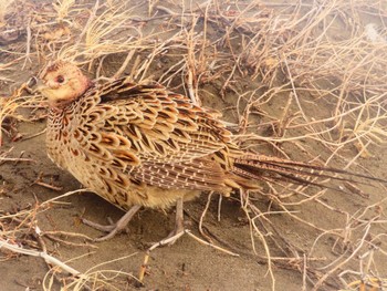 Common Pheasant 石狩川河口 Sat, 1/27/2024