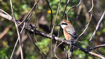 Bull-headed Shrike 磐田大池 Sun, 2/11/2024