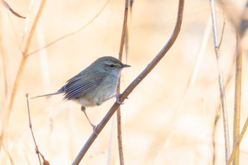 Japanese Bush Warbler 加古大池 Wed, 1/17/2024