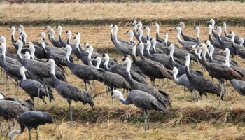 Hooded Crane Unknown Spots Fri, 1/19/2024