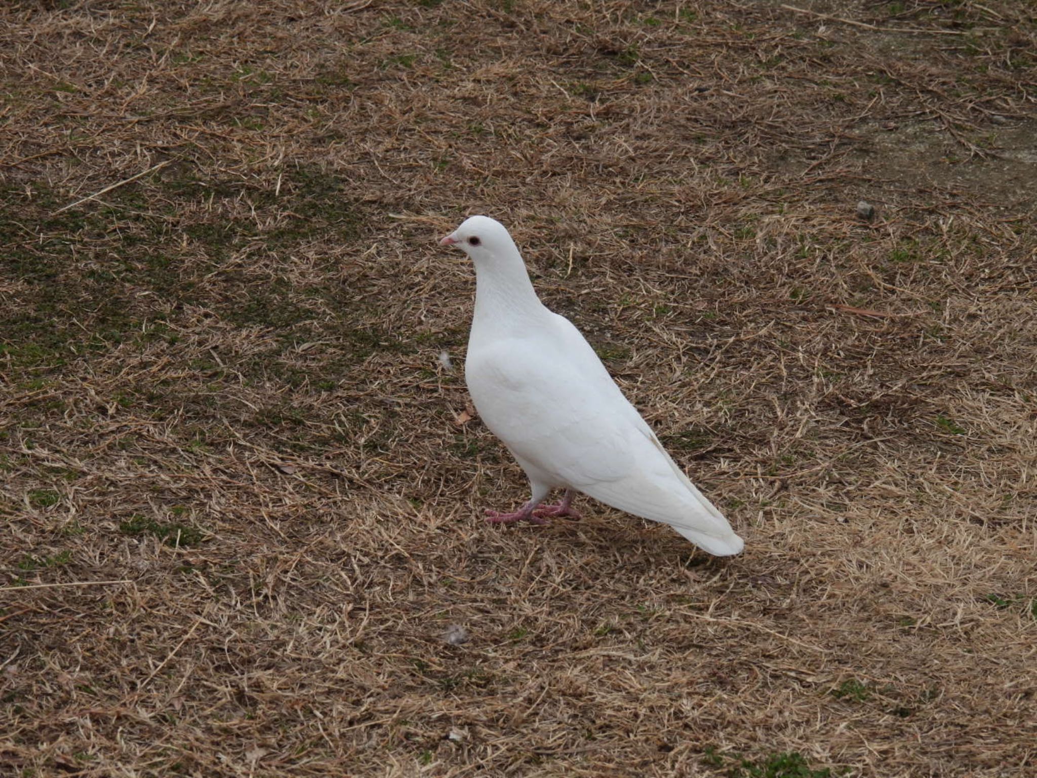 Photo of Rock Dove at 埼玉　荒川河川敷 by K