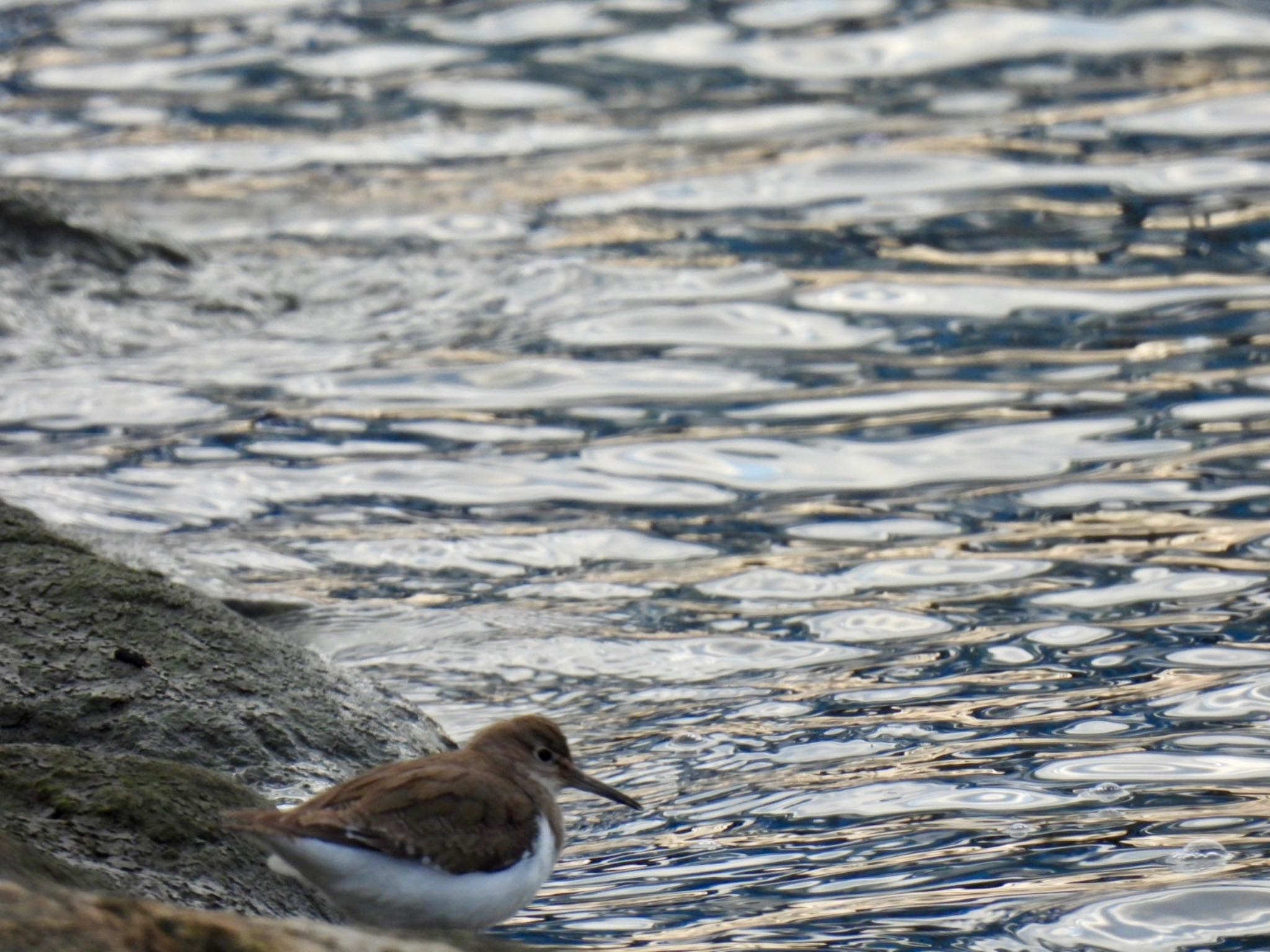 Photo of Common Sandpiper at 埼玉　荒川河川敷 by K