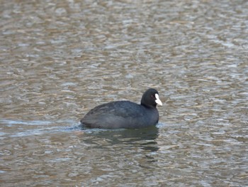 2024年2月17日(土) 舎人公園の野鳥観察記録