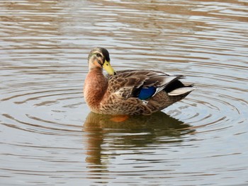 マガモ 舎人公園 2024年2月17日(土)