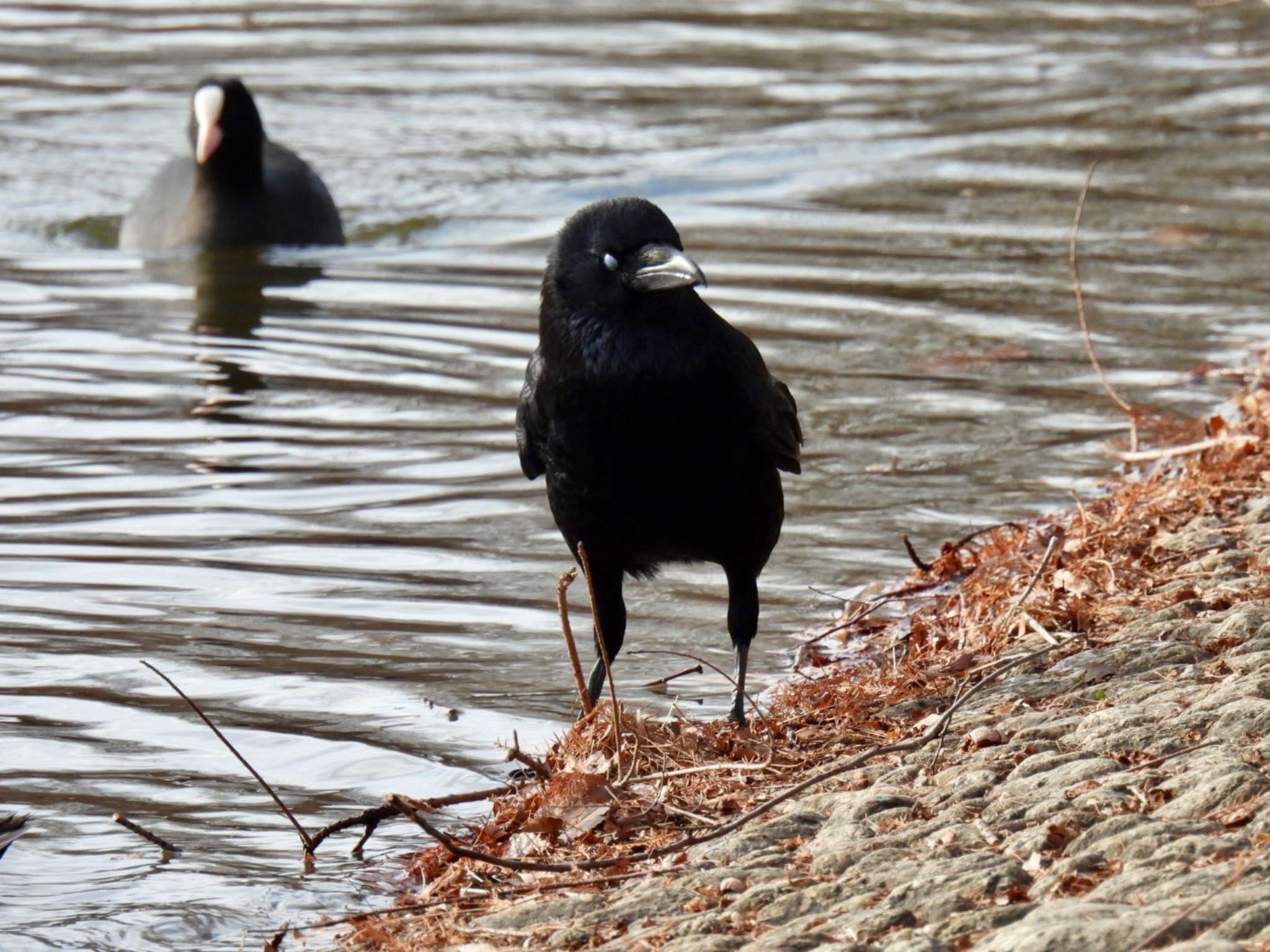 Carrion Crow