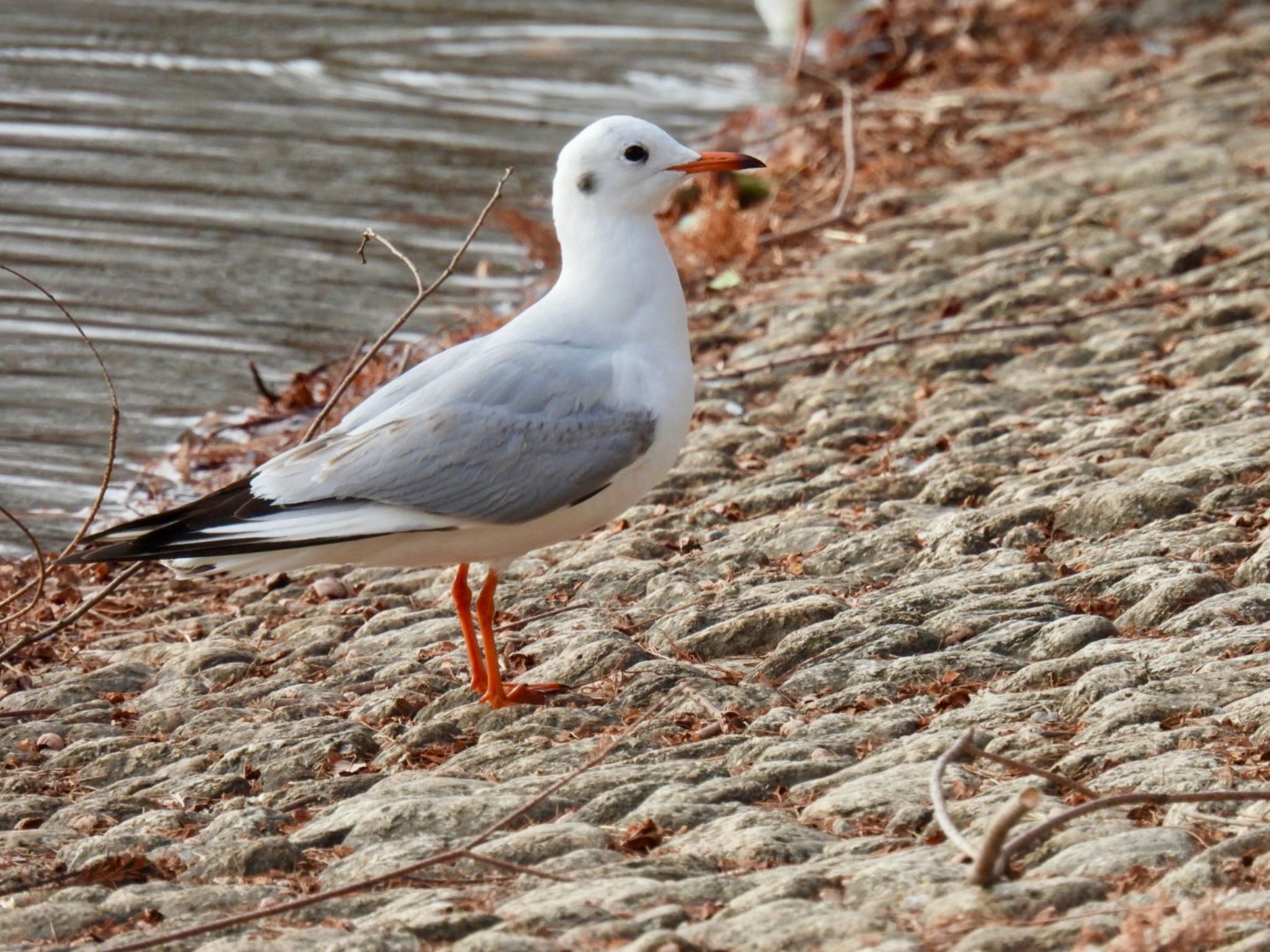 Black-headed Gull