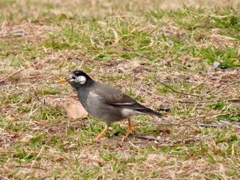 White-cheeked Starling Toneri Park Sat, 2/17/2024