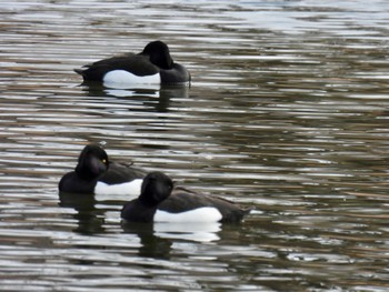 Tufted Duck Toneri Park Sat, 2/17/2024