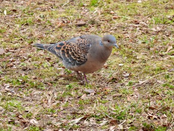 キジバト 舎人公園 2024年2月17日(土)