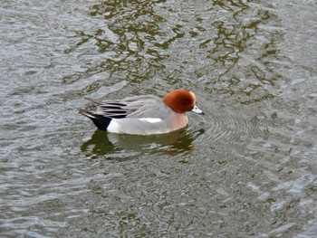 Eurasian Wigeon Toneri Park Sat, 2/17/2024