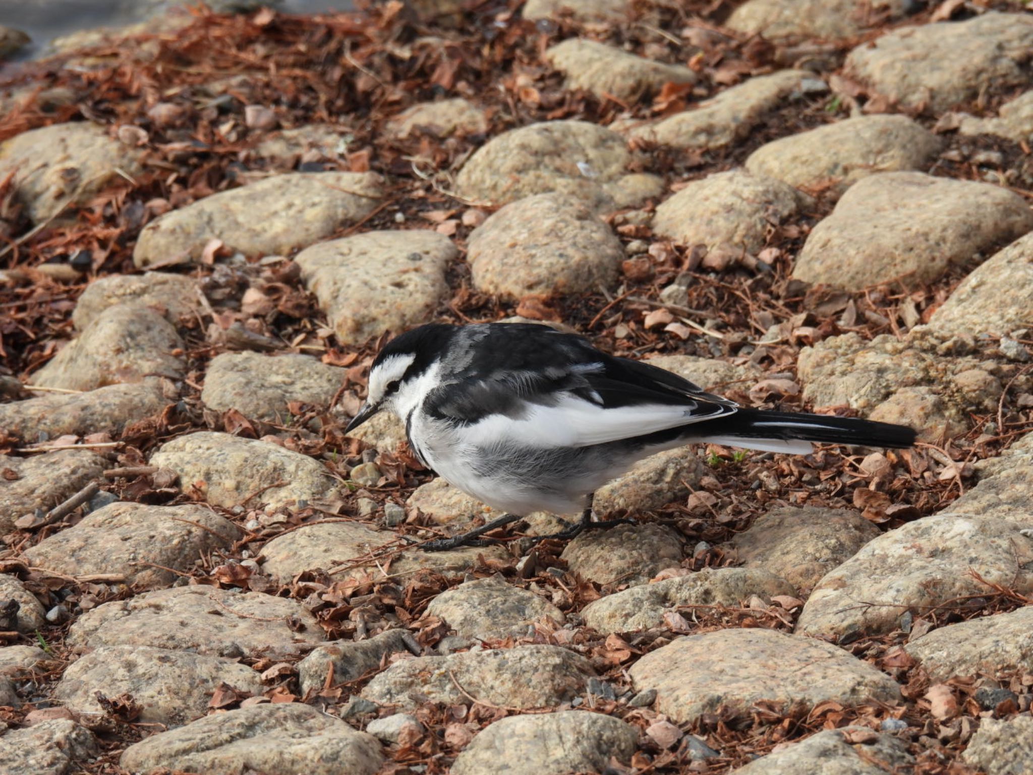 White Wagtail