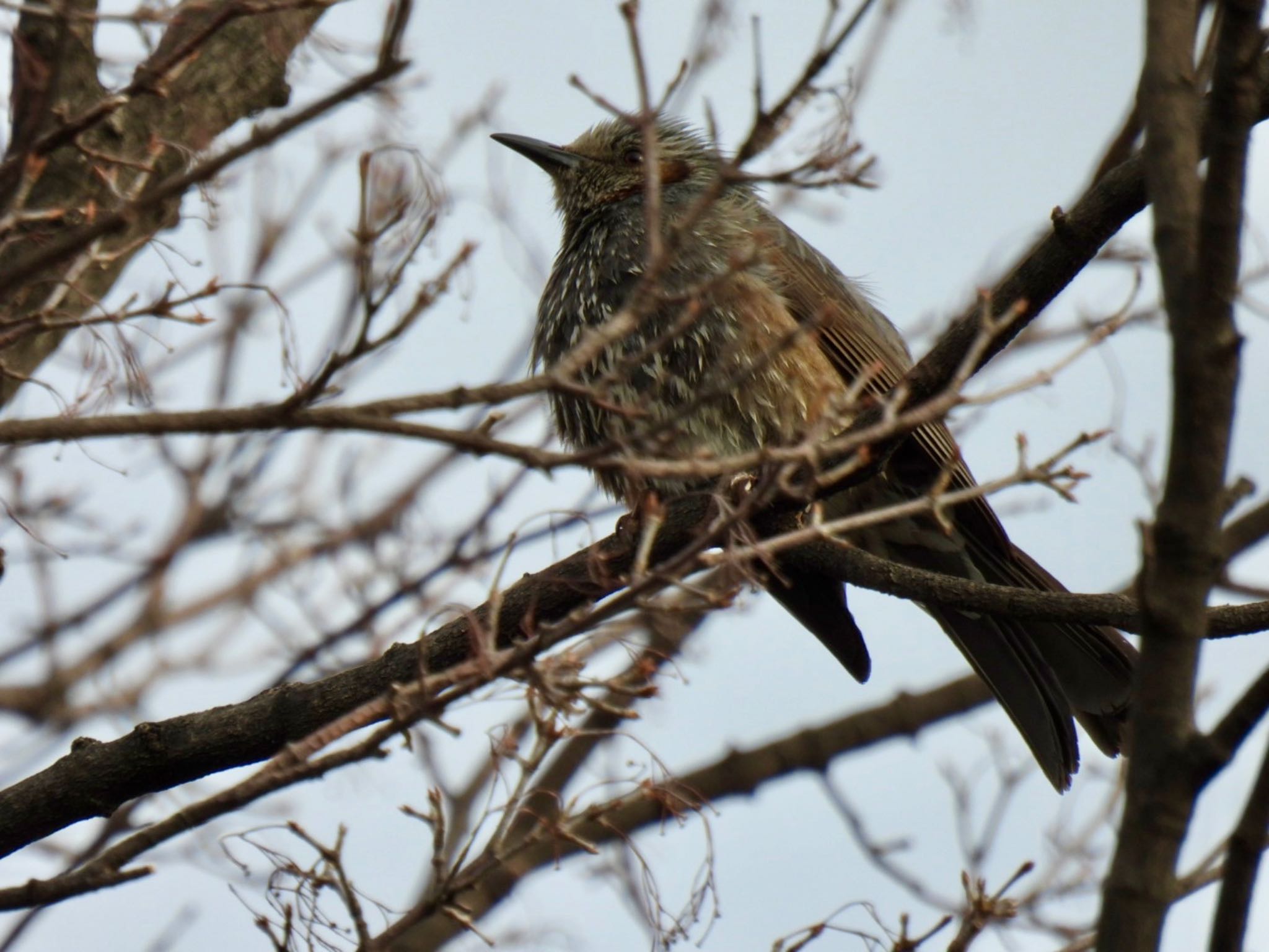 Photo of Brown-eared Bulbul at Toneri Park by K