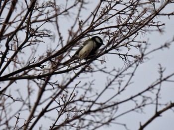 Japanese Tit 多々良沼 Sat, 2/24/2024