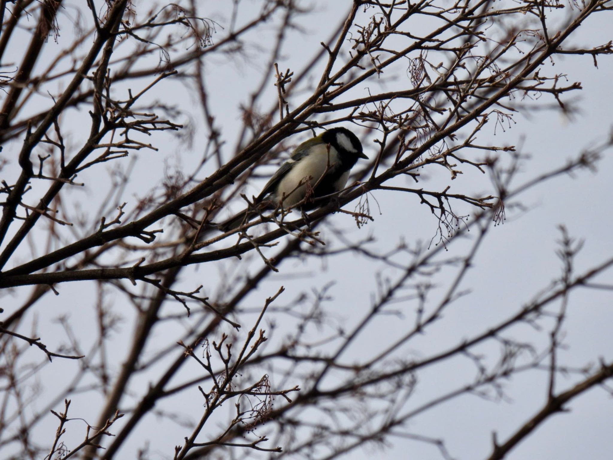 Japanese Tit