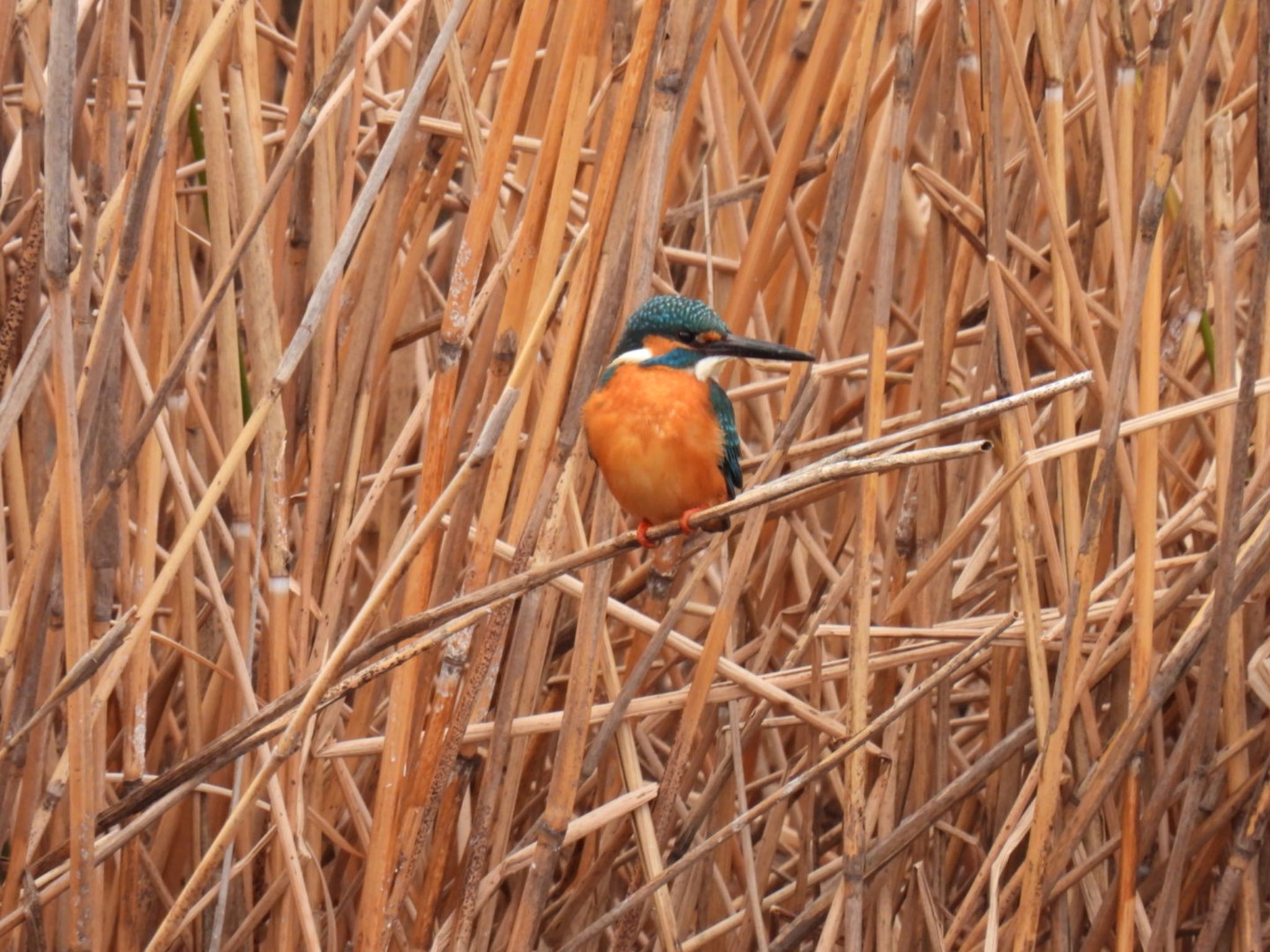 Photo of Common Kingfisher at Toneri Park by K