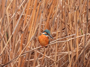 Common Kingfisher Toneri Park Sat, 2/17/2024