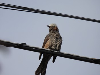 Brown-eared Bulbul 足立区 Sat, 2/17/2024