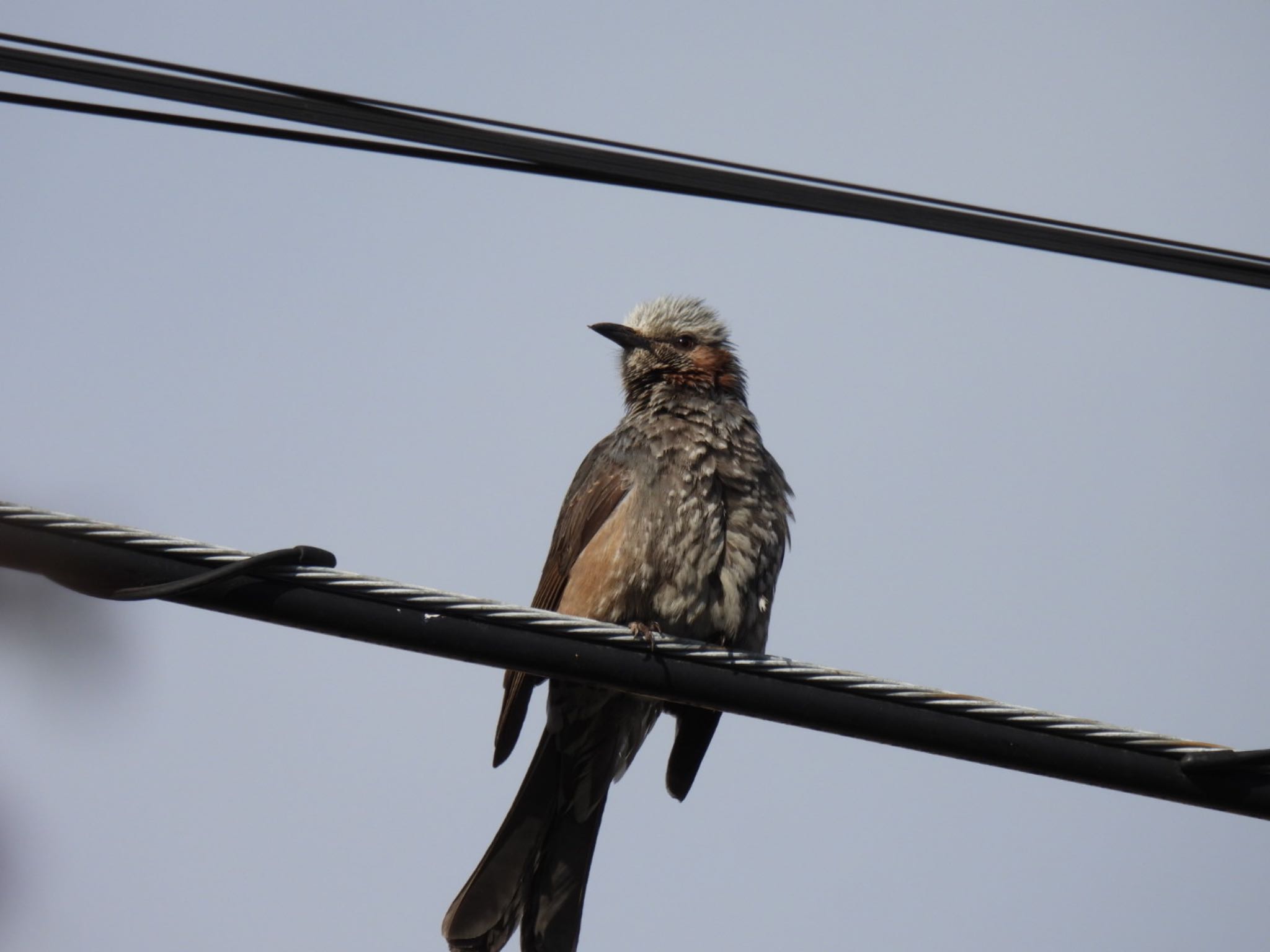 Brown-eared Bulbul