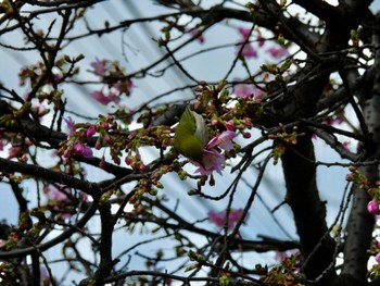 Warbling White-eye 足立区 Sat, 2/17/2024