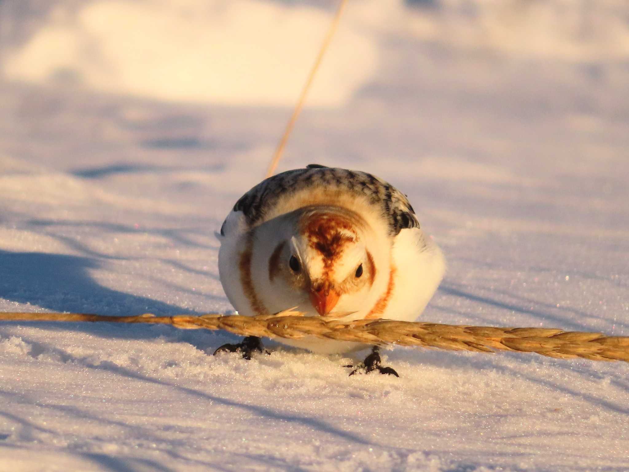 Snow Bunting