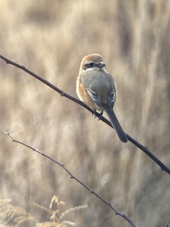 Bull-headed Shrike 生駒市小平尾町 Sat, 2/17/2024