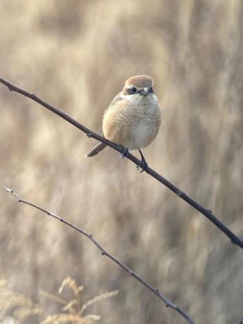 Bull-headed Shrike 生駒市小平尾町 Sat, 2/17/2024