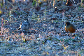 2024年2月10日(土) 長浜公園の野鳥観察記録