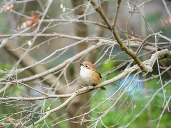 モズ 佐鳴湖 2024年2月17日(土)