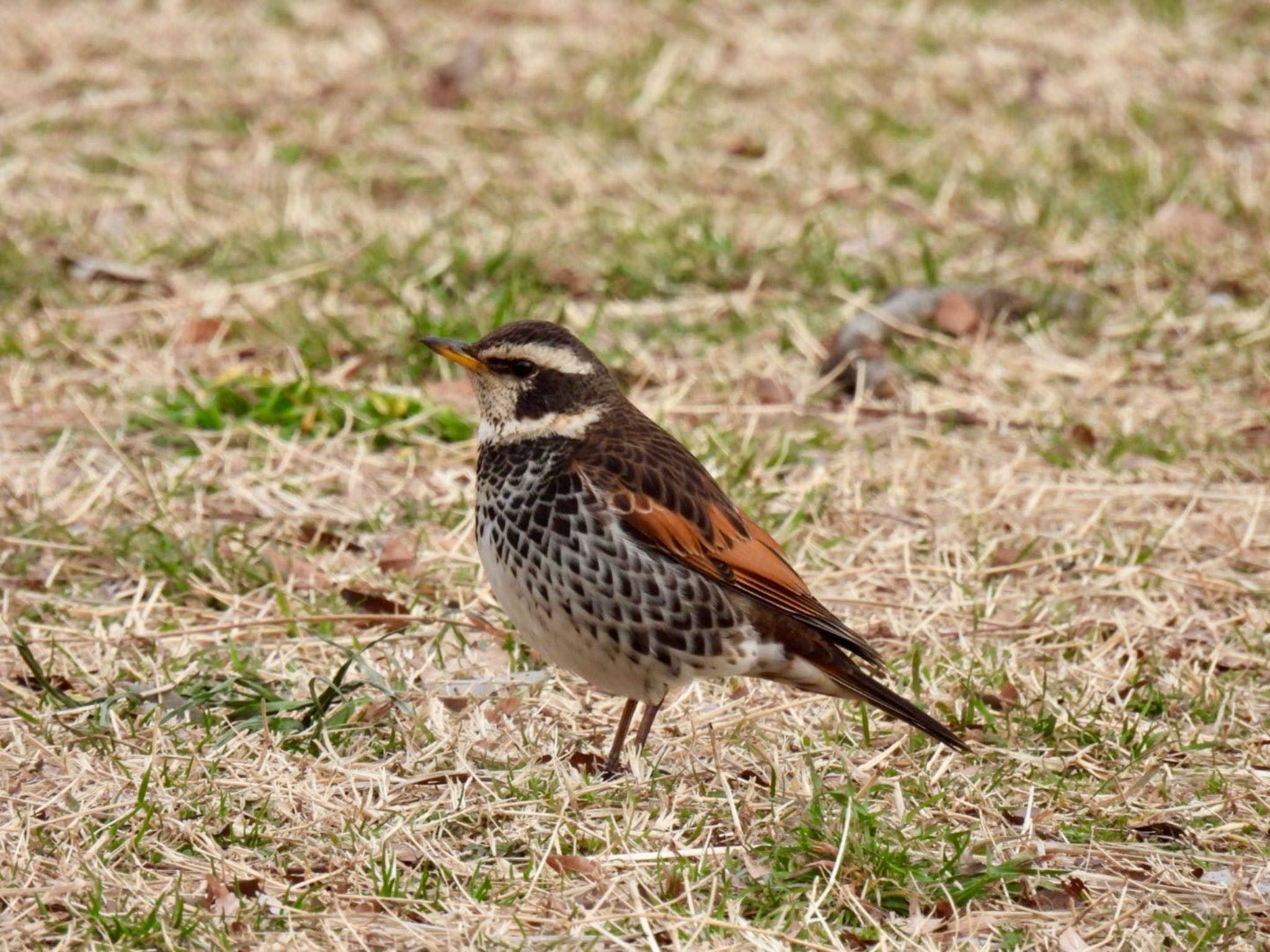 Photo of Dusky Thrush at Toneri Park by K