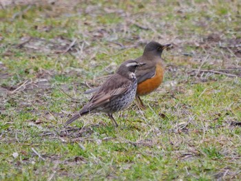 Dusky Thrush 東京都 Sun, 2/4/2024