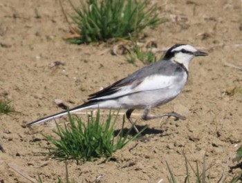 White Wagtail 平塚田んぼ Wed, 2/14/2024