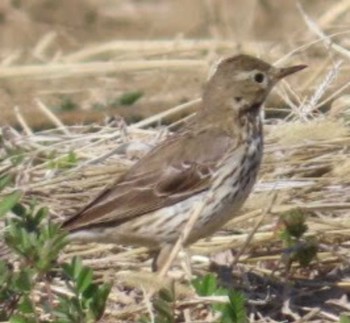 Water Pipit 平塚田んぼ Wed, 2/14/2024