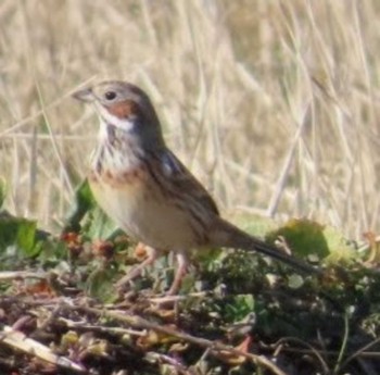 Chestnut-eared Bunting 平塚田んぼ Wed, 2/14/2024