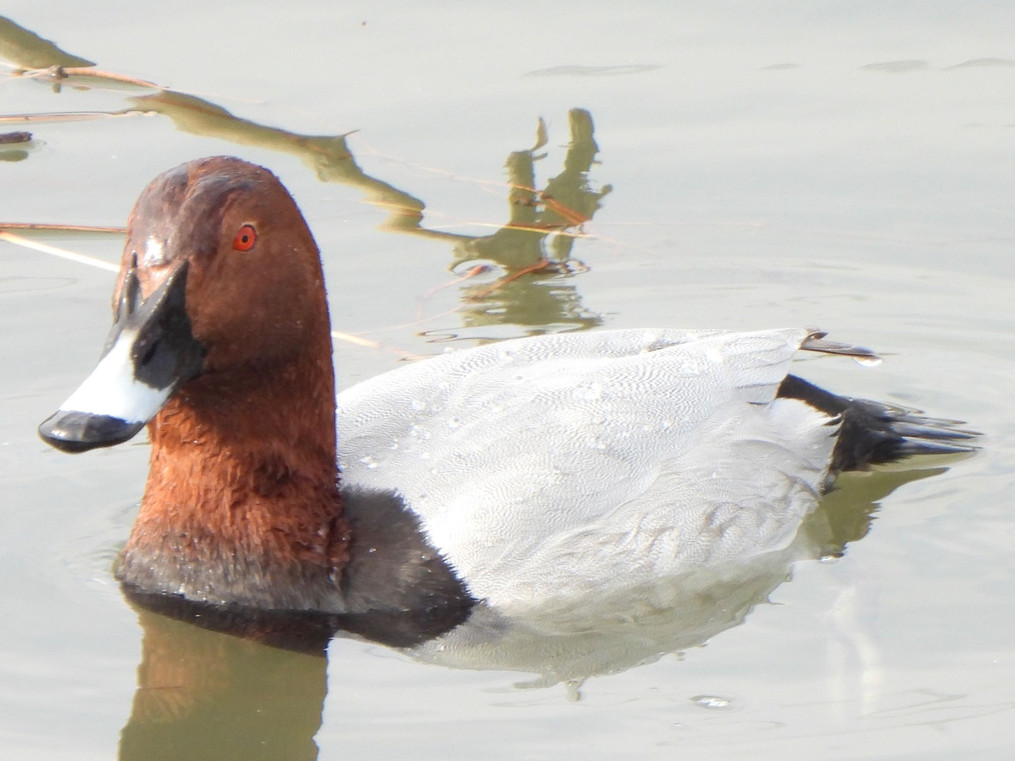 Common Pochard