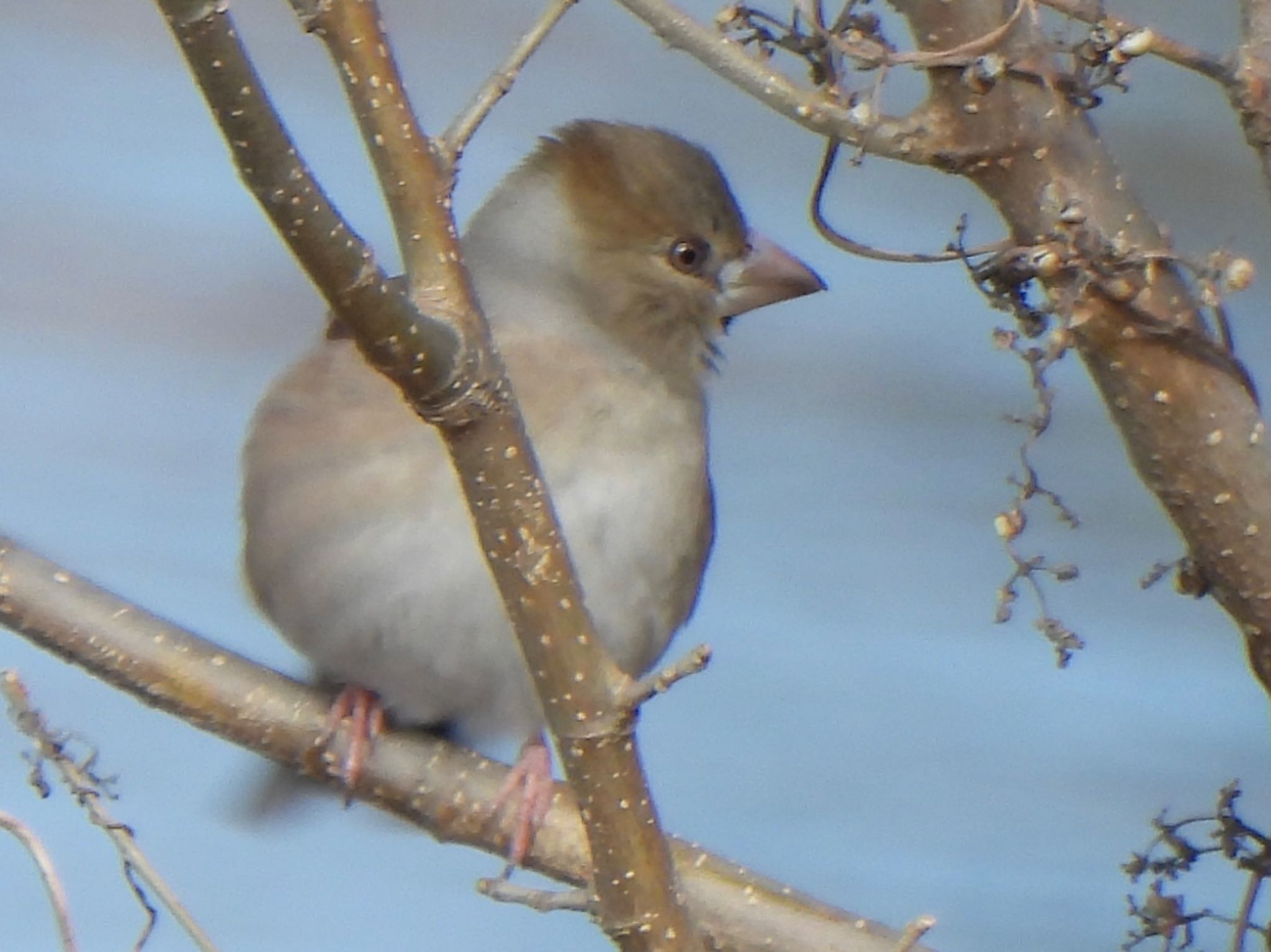 Hawfinch