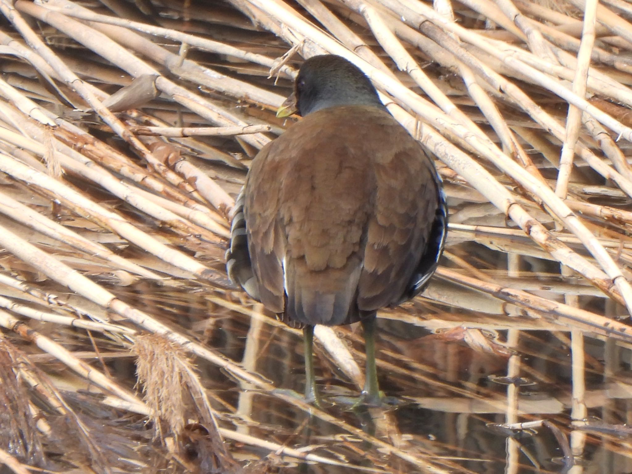 Common Moorhen