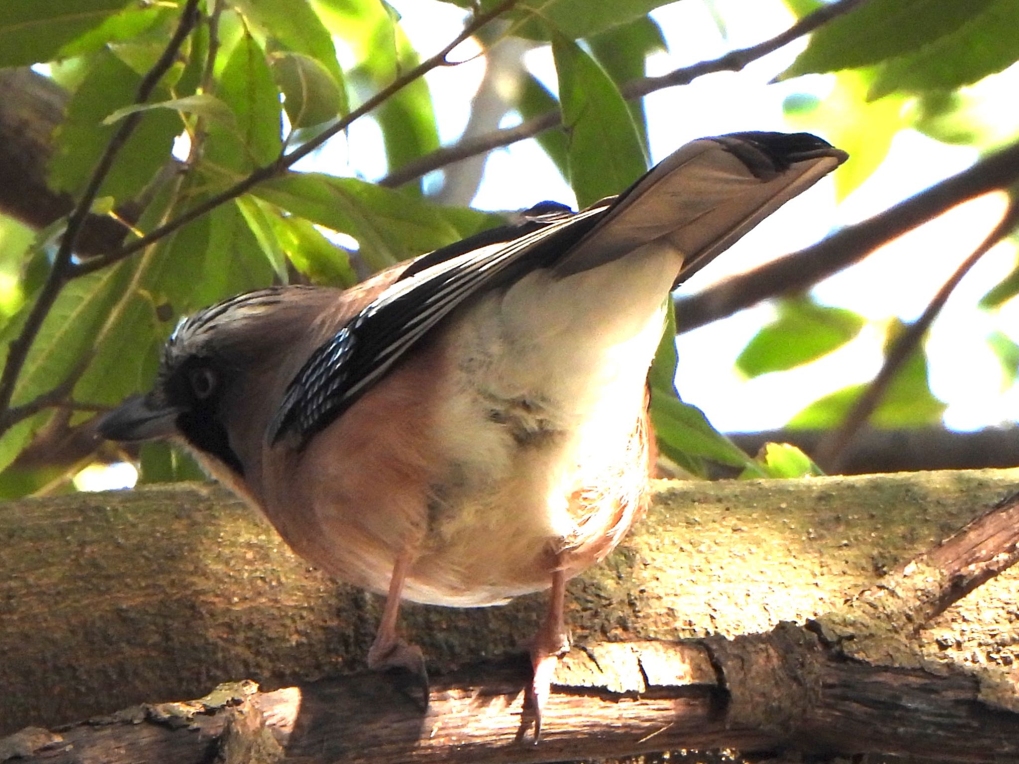 Eurasian Jay