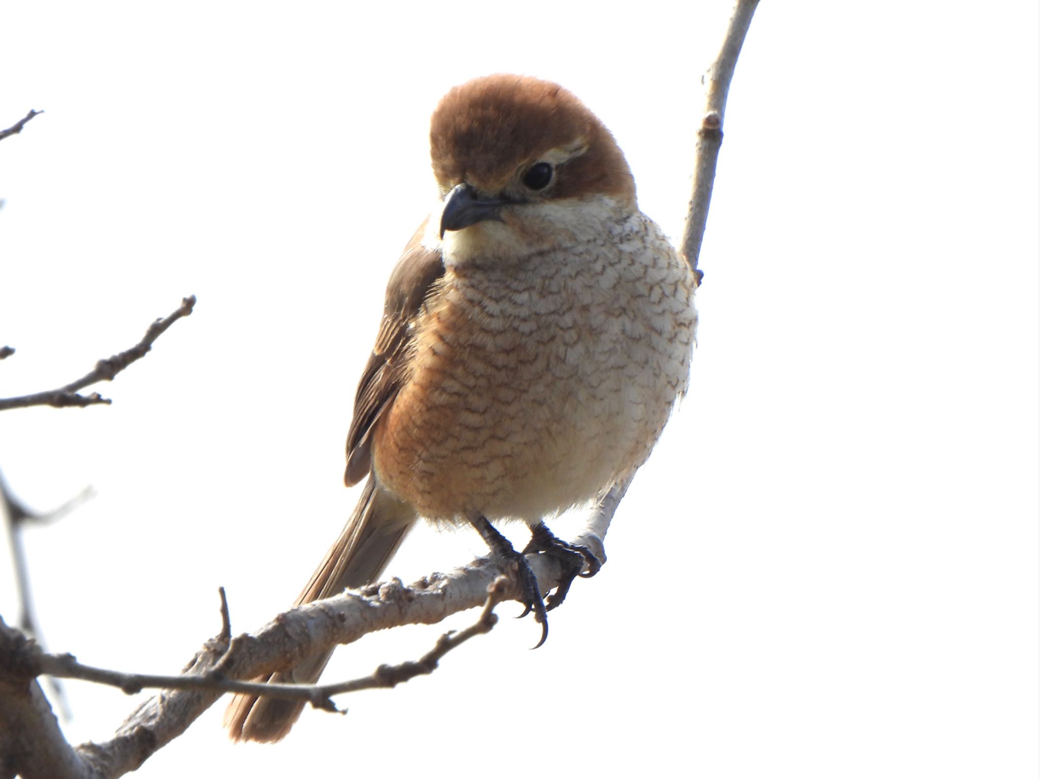 Bull-headed Shrike