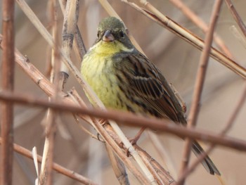 アオジ 芝川第一調節池(芝川貯水池) 2024年2月17日(土)