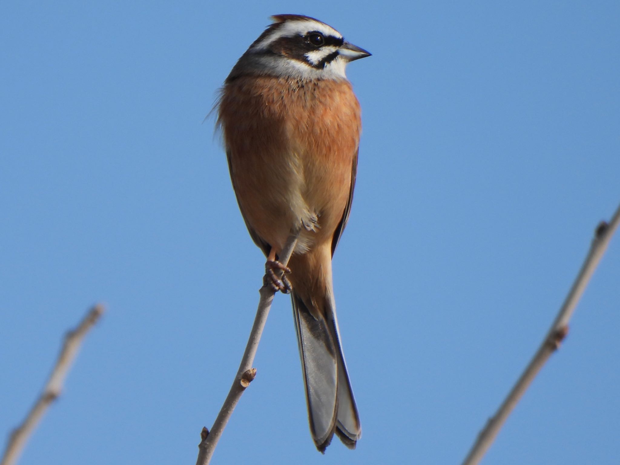 Meadow Bunting